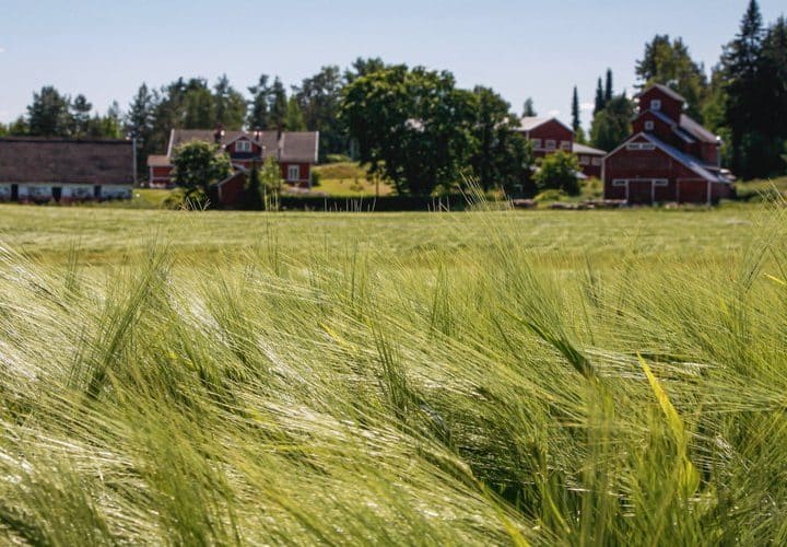 Aivot rakastavat taidetta: Toivonojan kesänäyttely